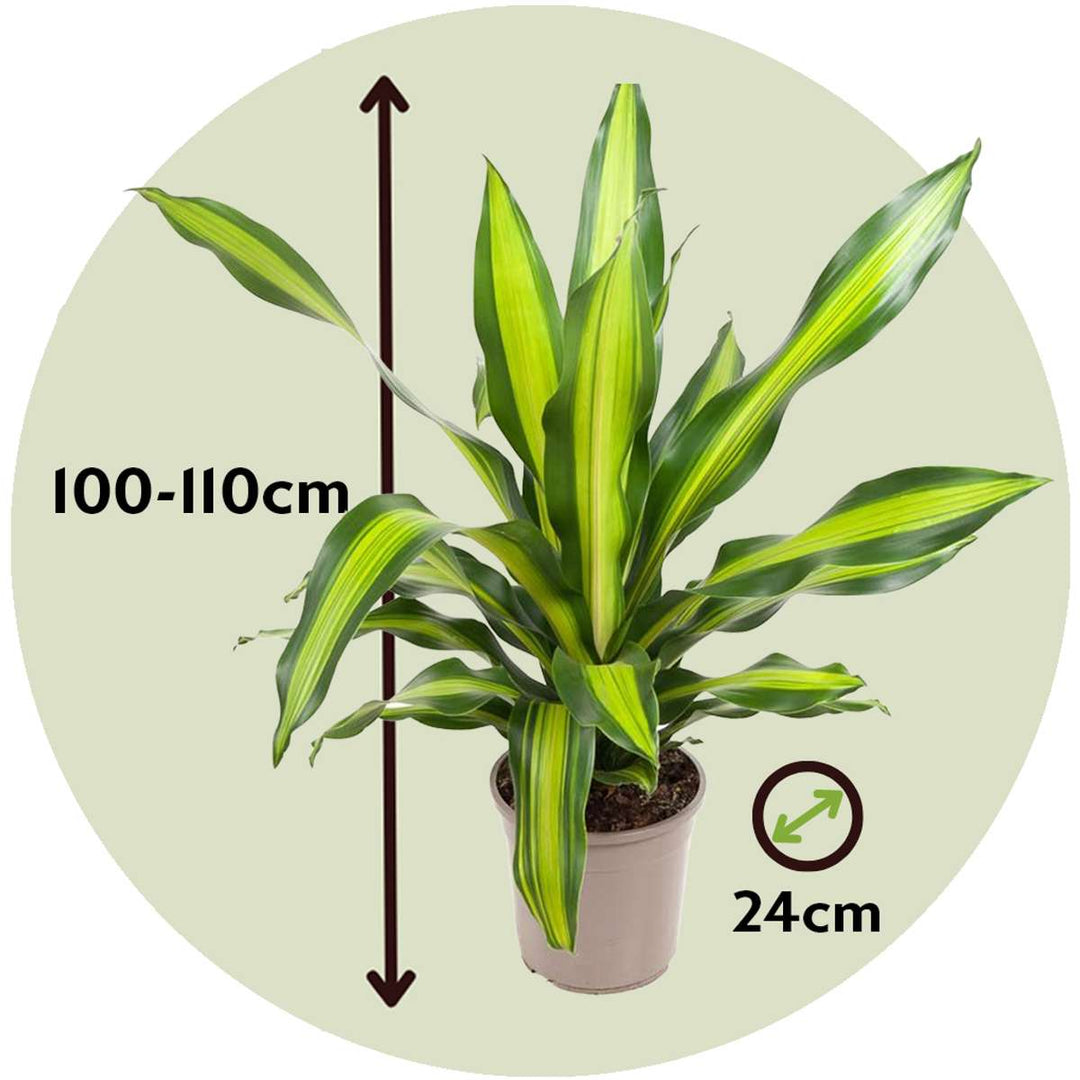 Dracaena fragrans 'Charley' - Strom dračí krve - FloraStore