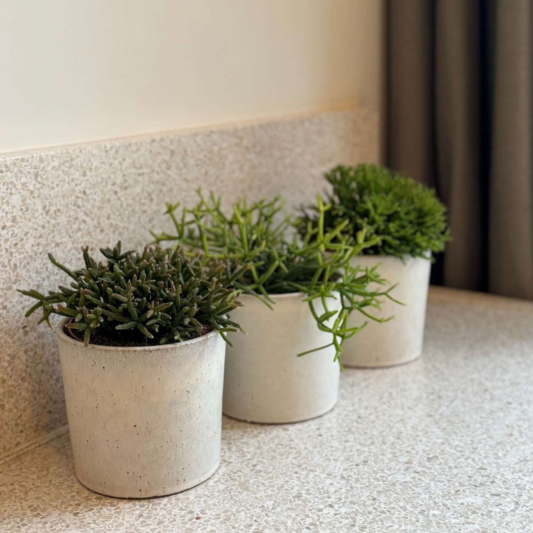 Rhipsalis - Mix van 3