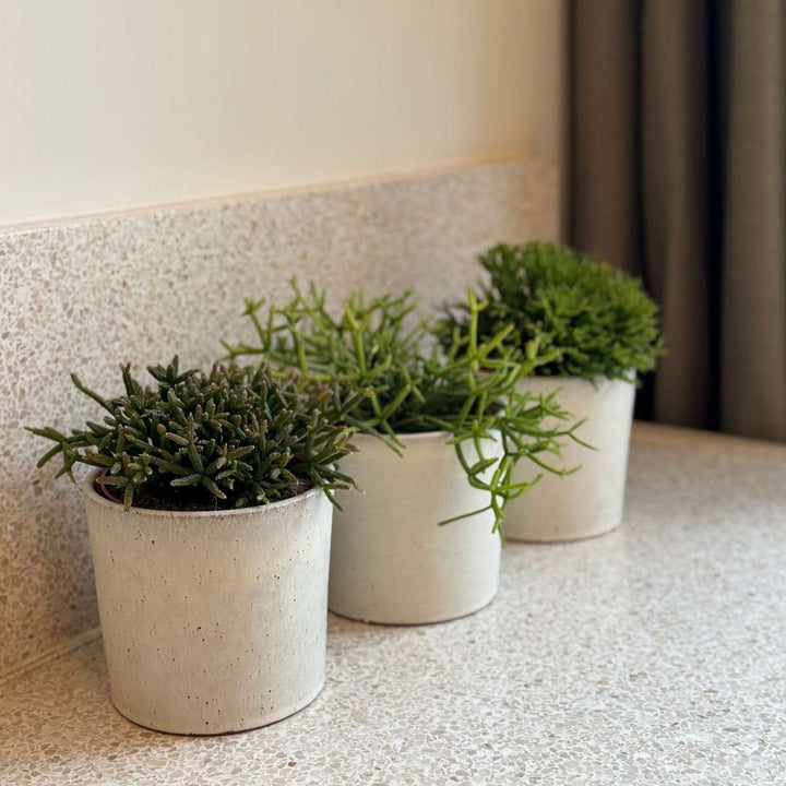 Rhipsalis - Mix van 3