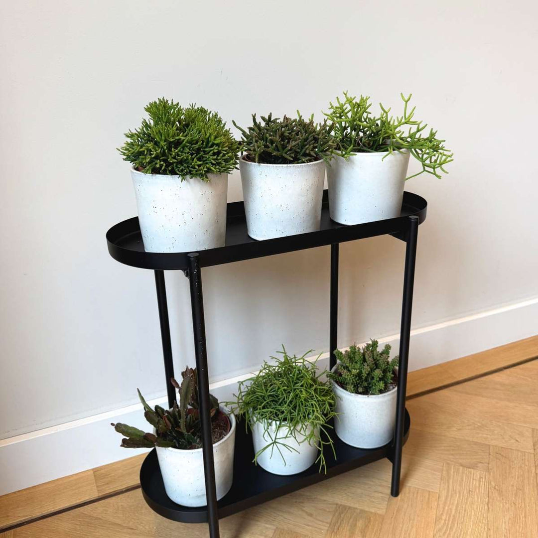 Rhipsalis - Mix van 3