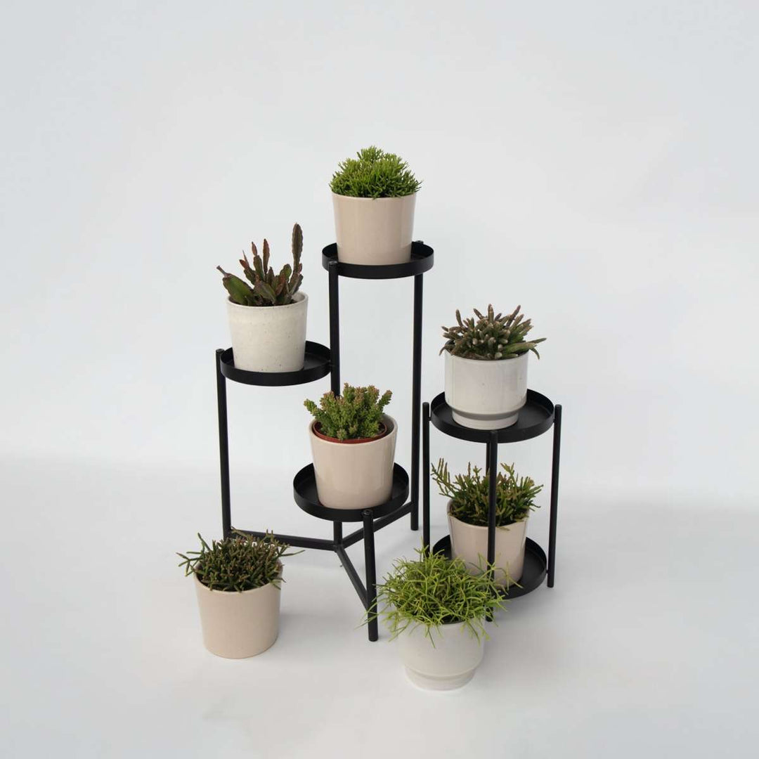 Rhipsalis - Mix van 3