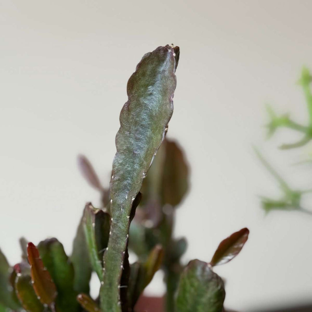 Rhipsalis - Mix van 3