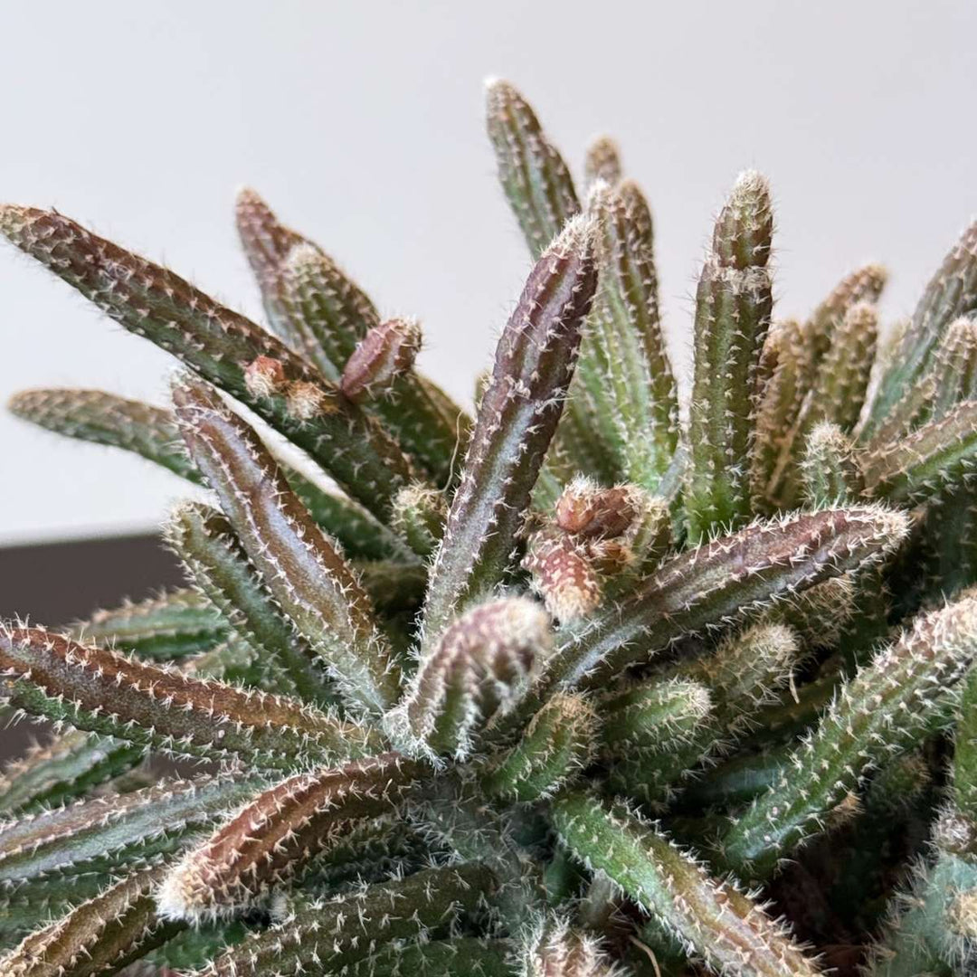 Rhipsalis - Mix van 3