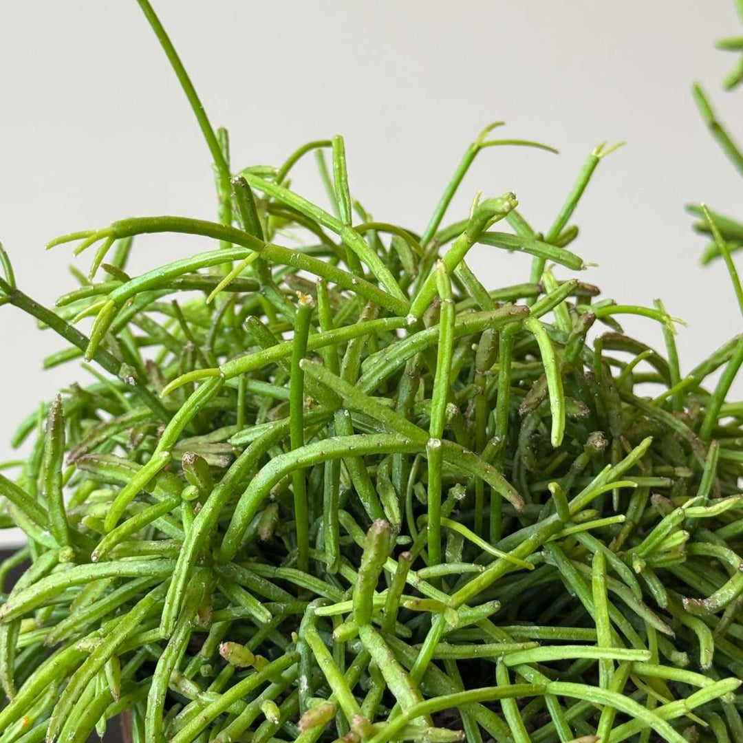 Rhipsalis - Mix van 3