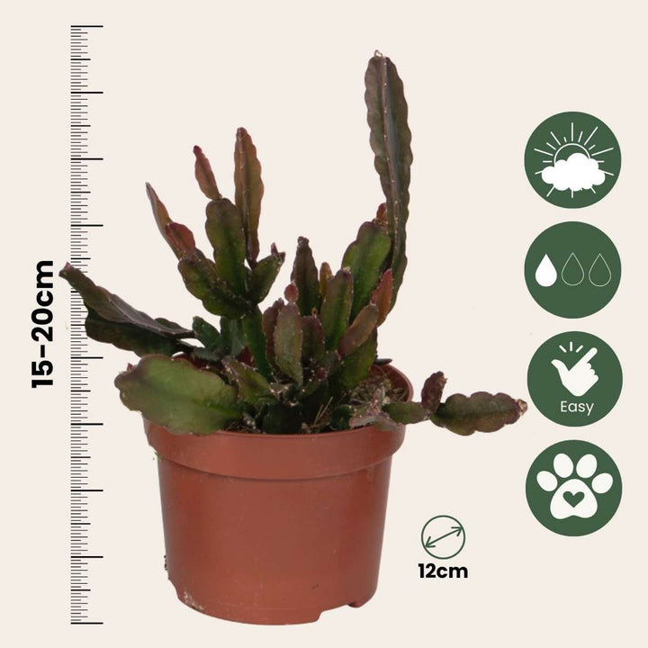 Rhipsalis - Mix van 3