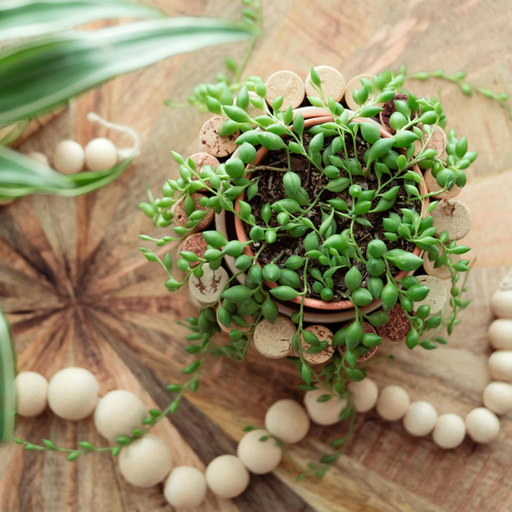 Senecio Rowleyanus 'Erwtenplant' - Set van 2