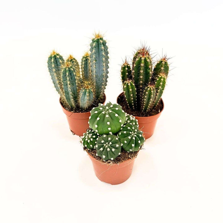 Cactussen - Mix van 3