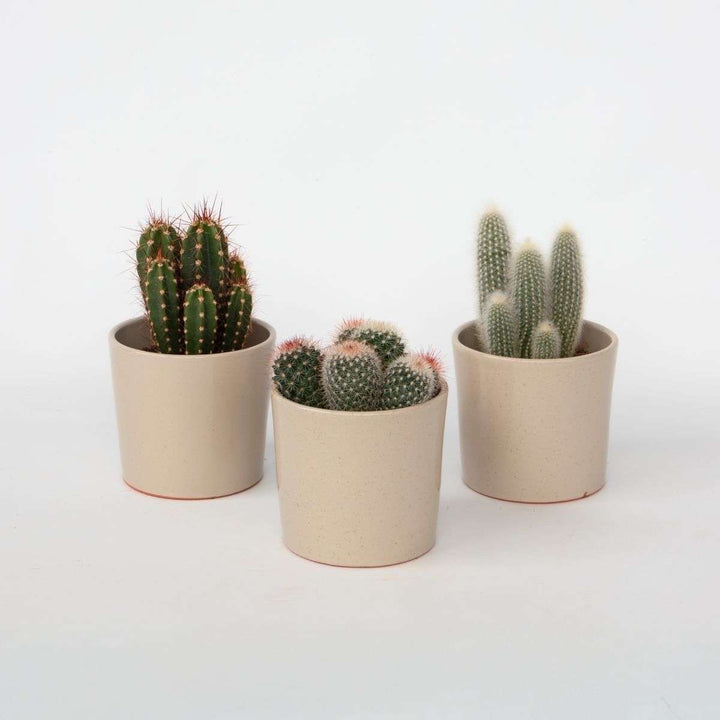 Cactussen - Mix van 3