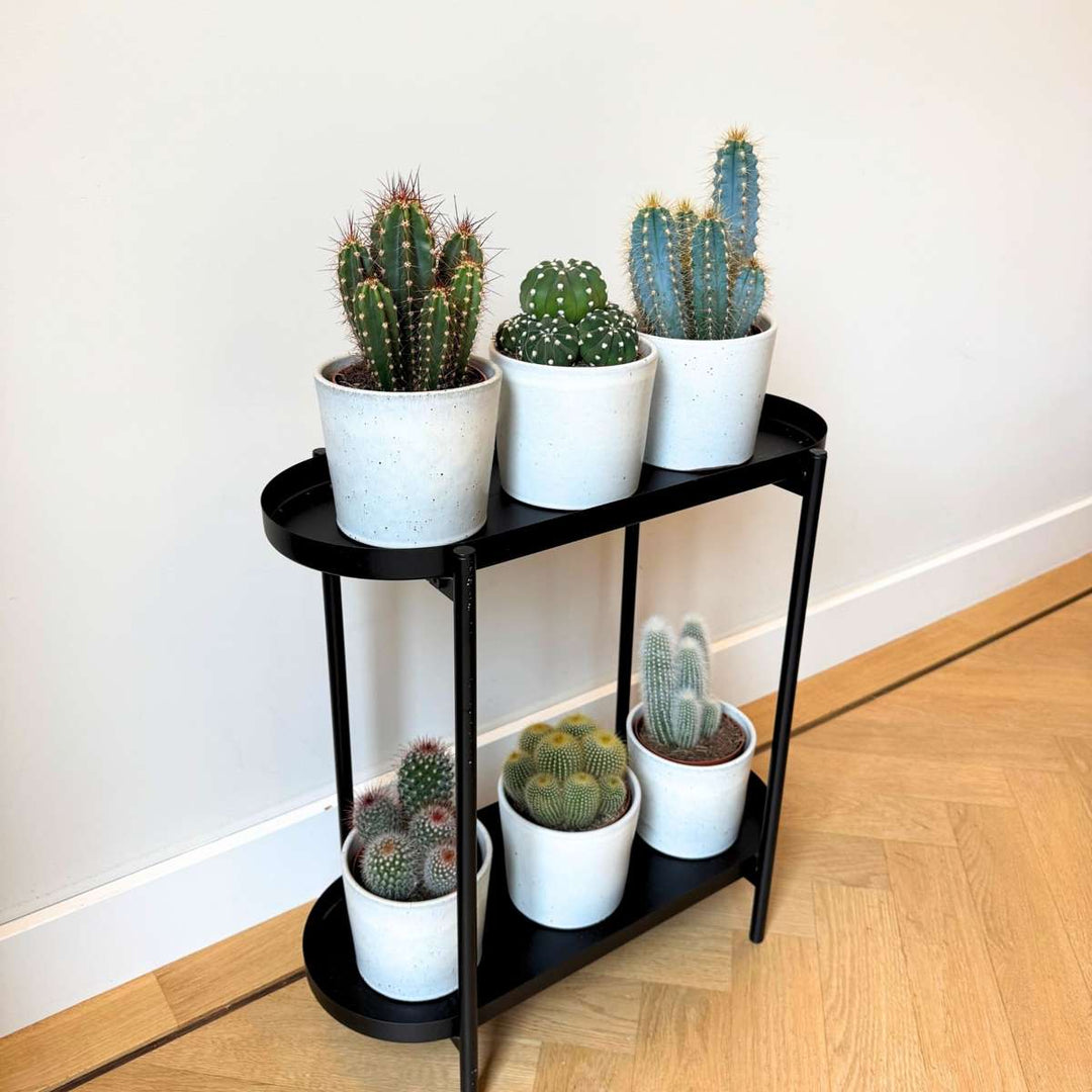 Cactussen - Mix van 6 stuks