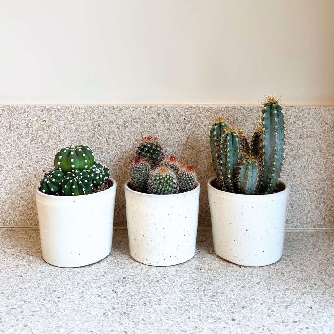 Cactussen - Mix van 6 stuks