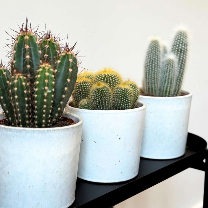 Cactussen - Mix van 6 stuks