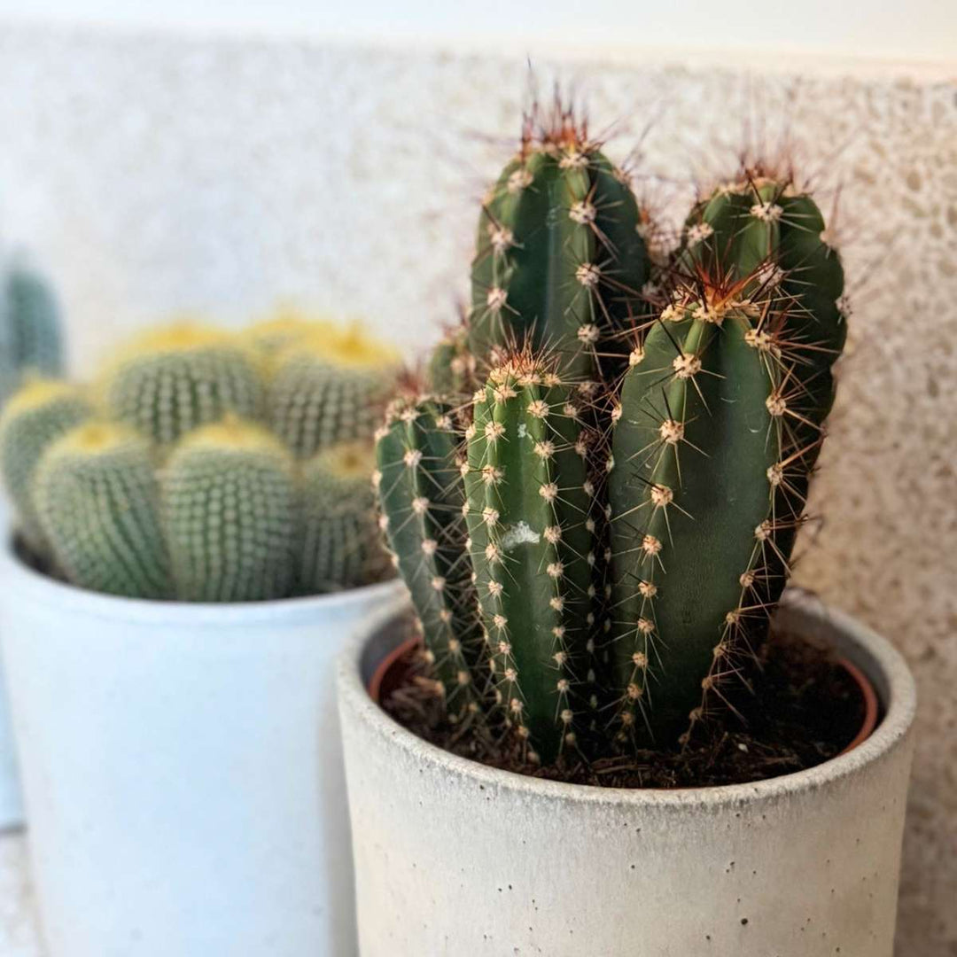 Cactussen - Mix van 6 stuks