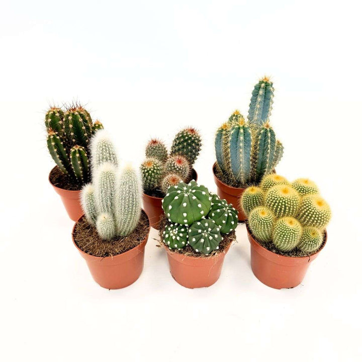 Cactussen - Mix van 6 stuks