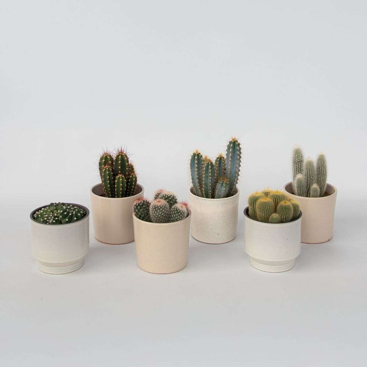 Cactussen - Mix van 6 stuks
