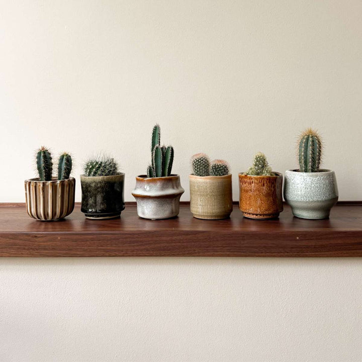 Mini-Cactussen - Mix van 6 stuks