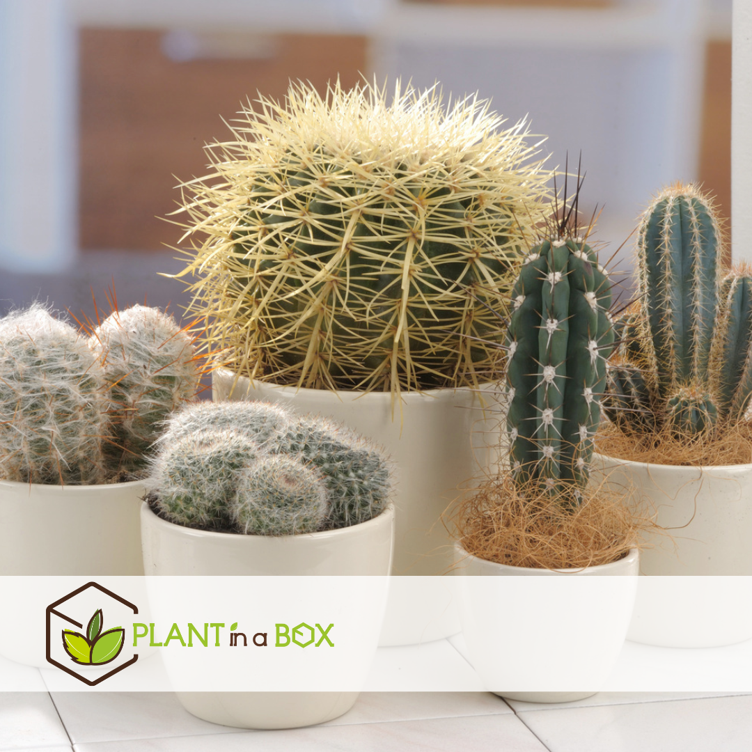 Mini-Cactussen - Mix van 6 stuks