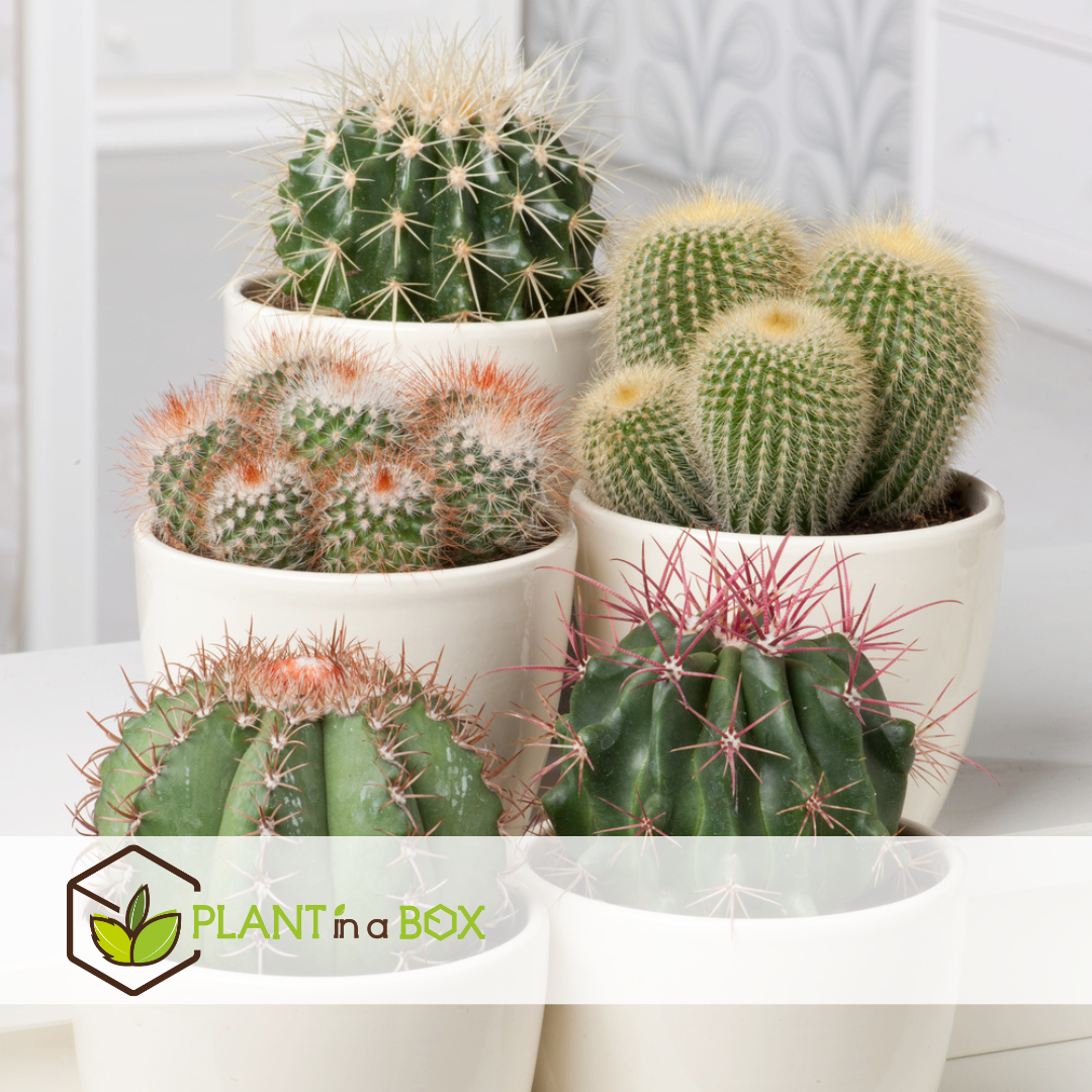 Mini-Cactussen - Mix van 6 stuks