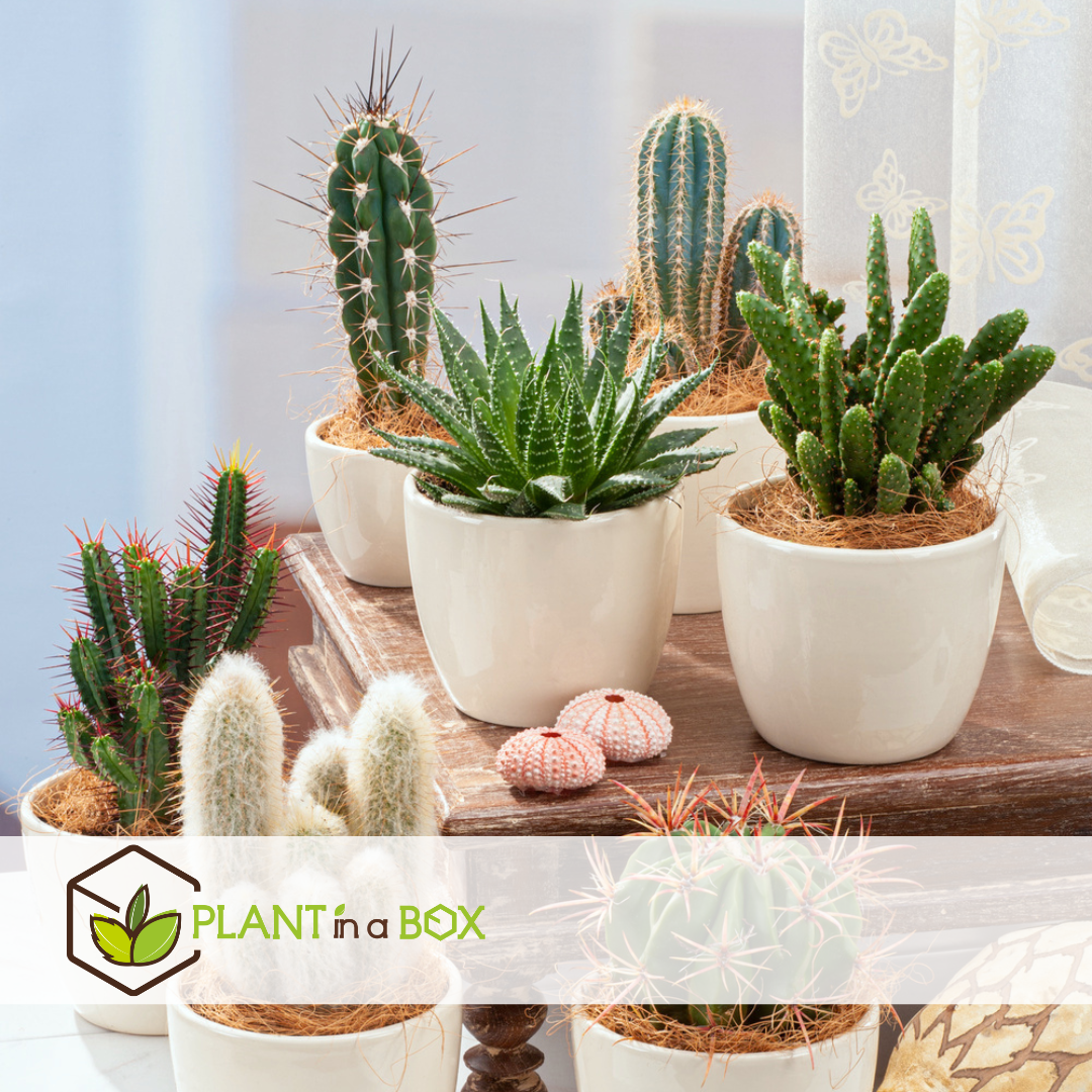 Mini-Cactussen - Mix van 6 stuks