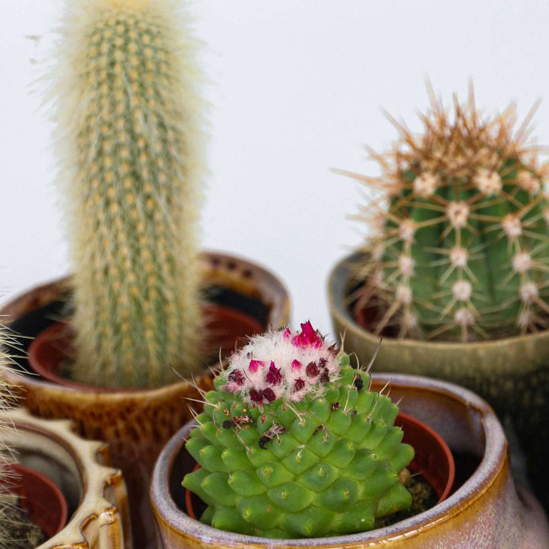 Mini-Cactussen - Mix van 12 stuks