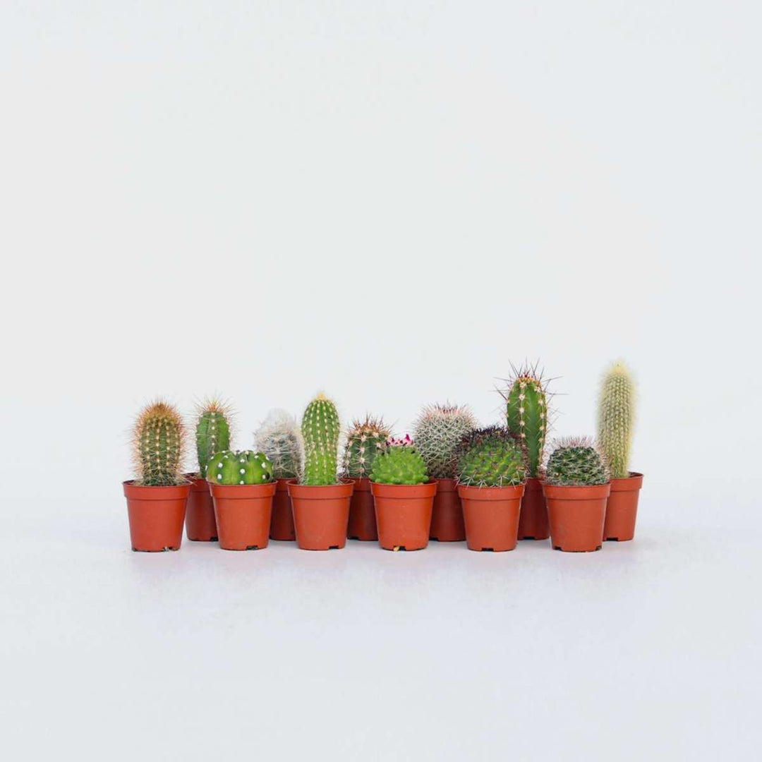 Mini-Cactussen - Mix van 12 stuks