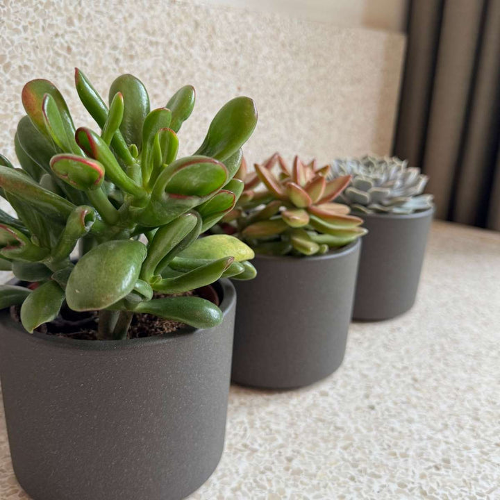 Vetplanten - Mix van 6 - FloraStore