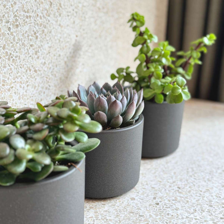 Vetplanten - Mix van 6 - FloraStore