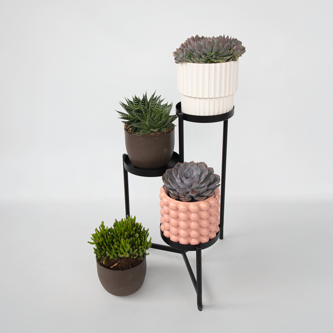 Vetplanten - Mix van 3