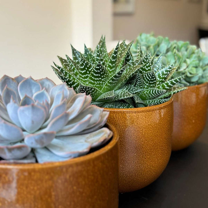 Vetplanten - Mix van 3