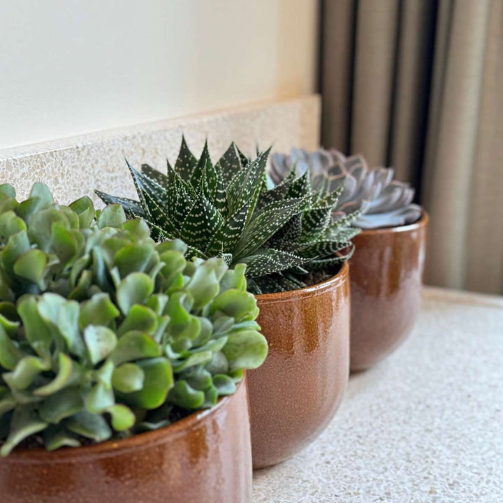 Vetplanten - Mix van 3