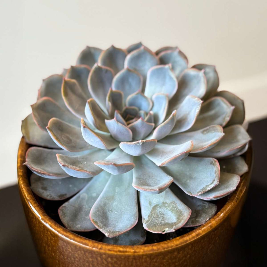 Vetplanten - Mix van 3