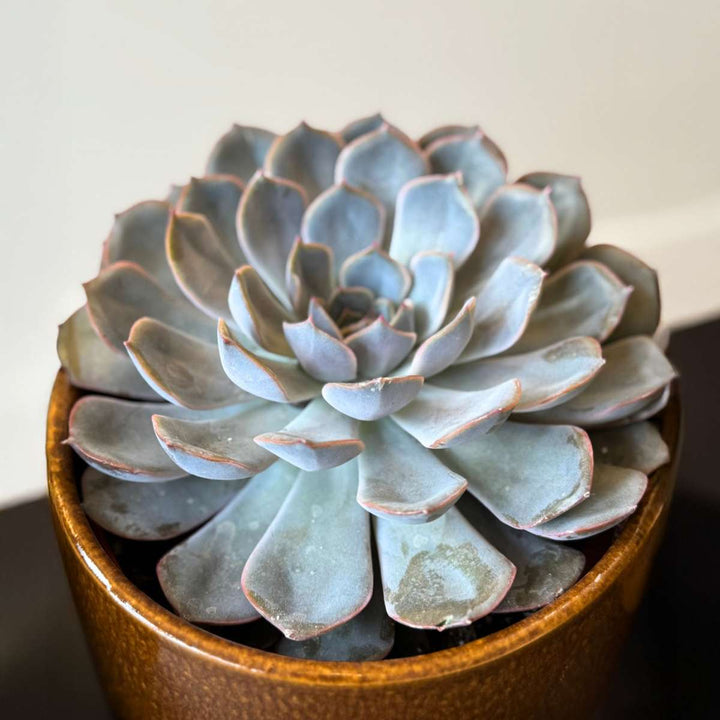 Vetplanten - Mix van 3