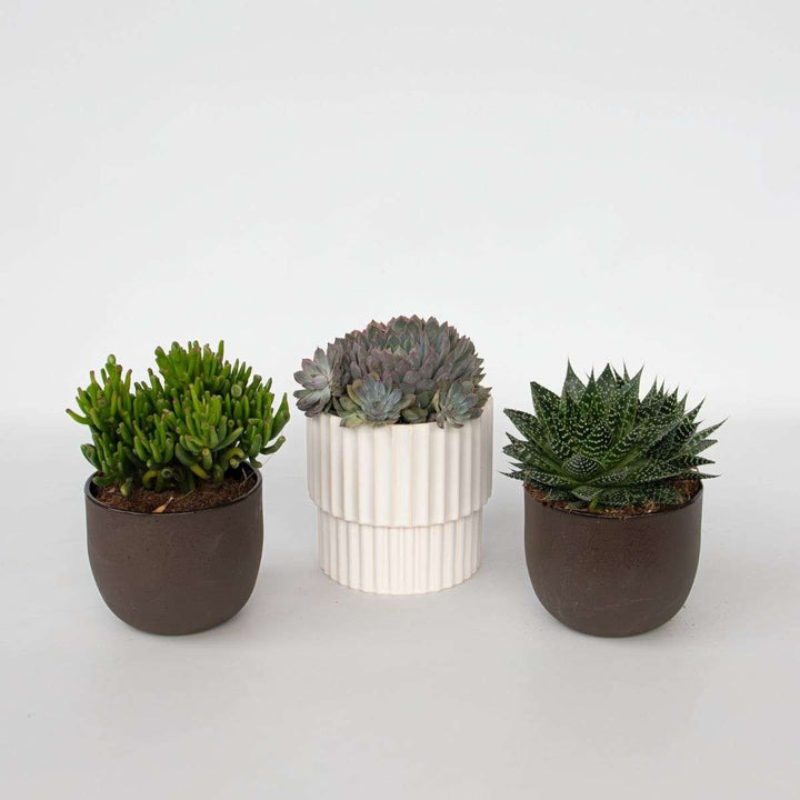 Vetplanten - Mix van 3