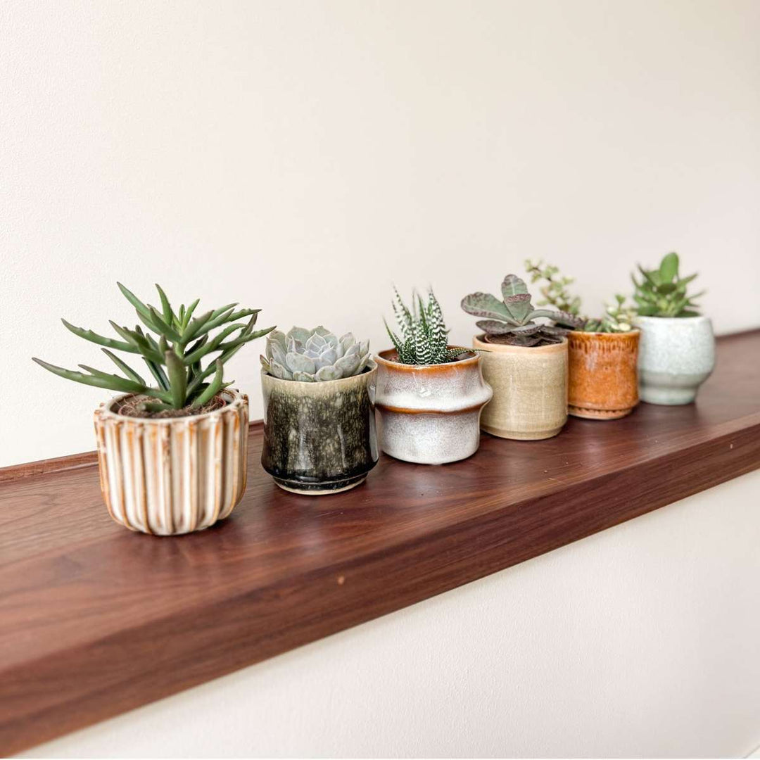 Mini-vetplanten - Mix van 6 stuks