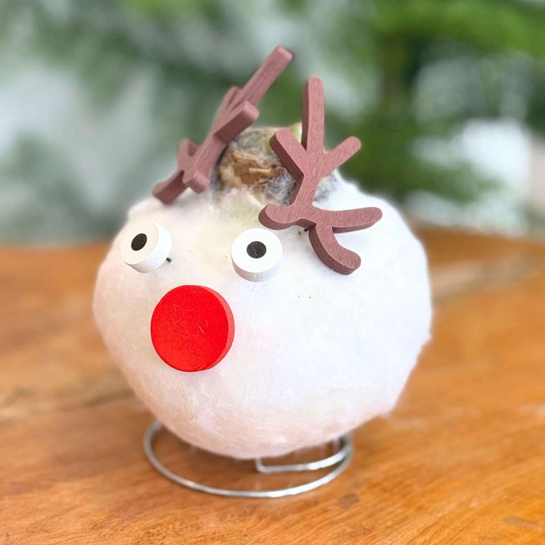 Hippeastrum 'Wax special Santa Mix' - Amaryllis - Set van 2