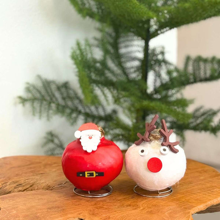 Hippeastrum 'Wax special Santa Mix' - Amaryllis - Set van 2