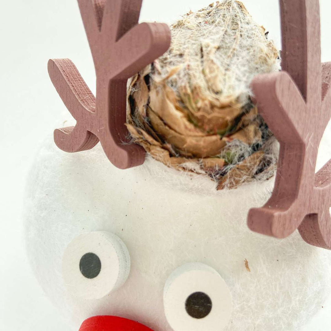 Hippeastrum 'Wax special Santa Mix' - Amaryllis - Set van 2