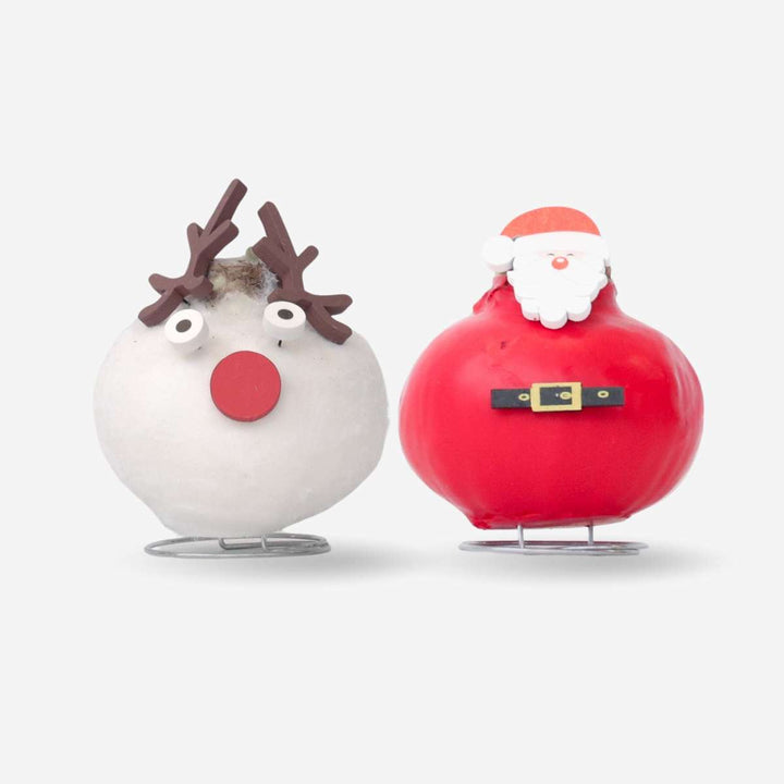 Hippeastrum 'Wax special Santa Mix' - Amaryllis - Set van 2