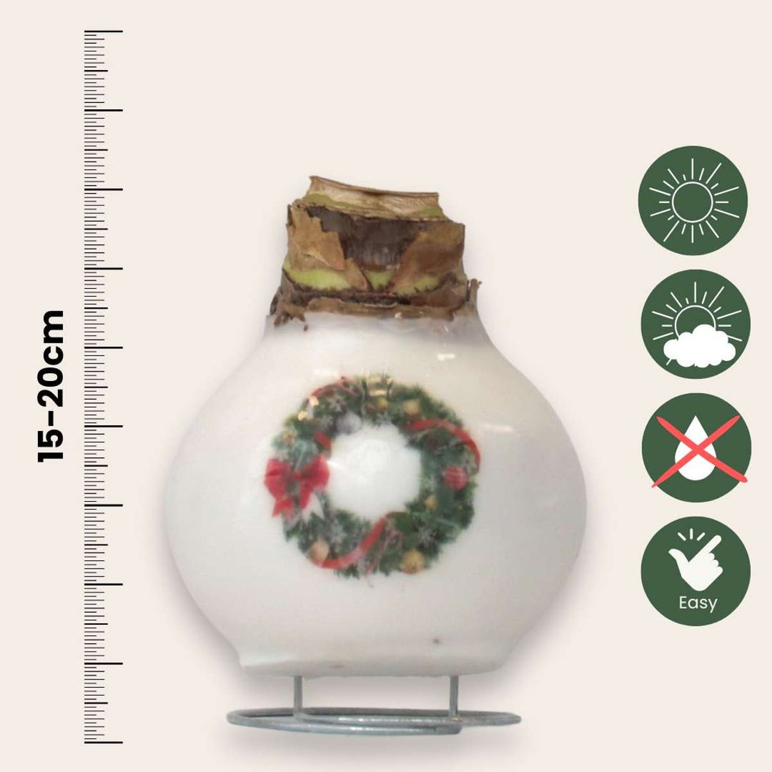 Hippeastrum 'Porcelanski voščeni venec' - Amarilis