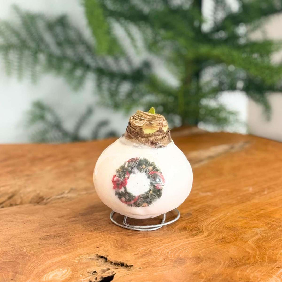 Hippeastrum 'Porcelanski voščeni venec' - Amarilis