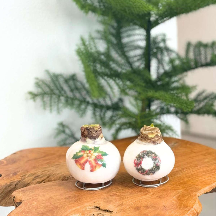 Hippeastrum 'Porcelanski voščeni venec' - Amarilis