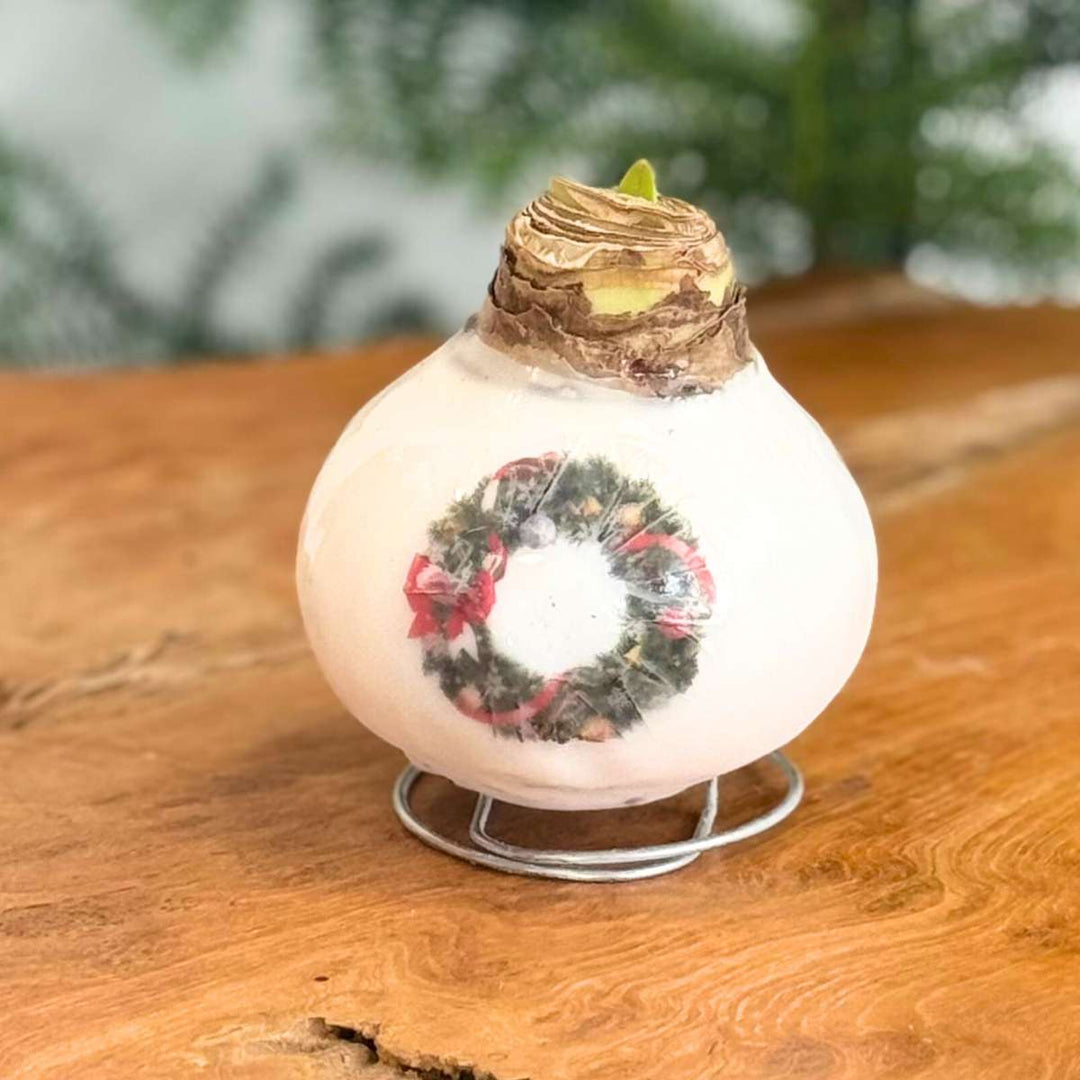 Hippeastrum 'Porcelanski voščeni venec' - Amarilis