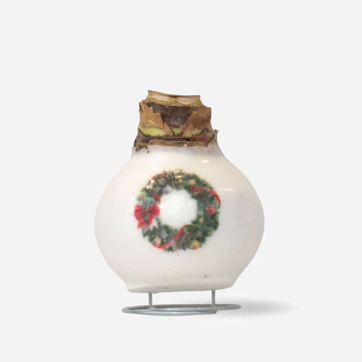 Hippeastrum 'Porcelanski voščeni venec' - Amarilis