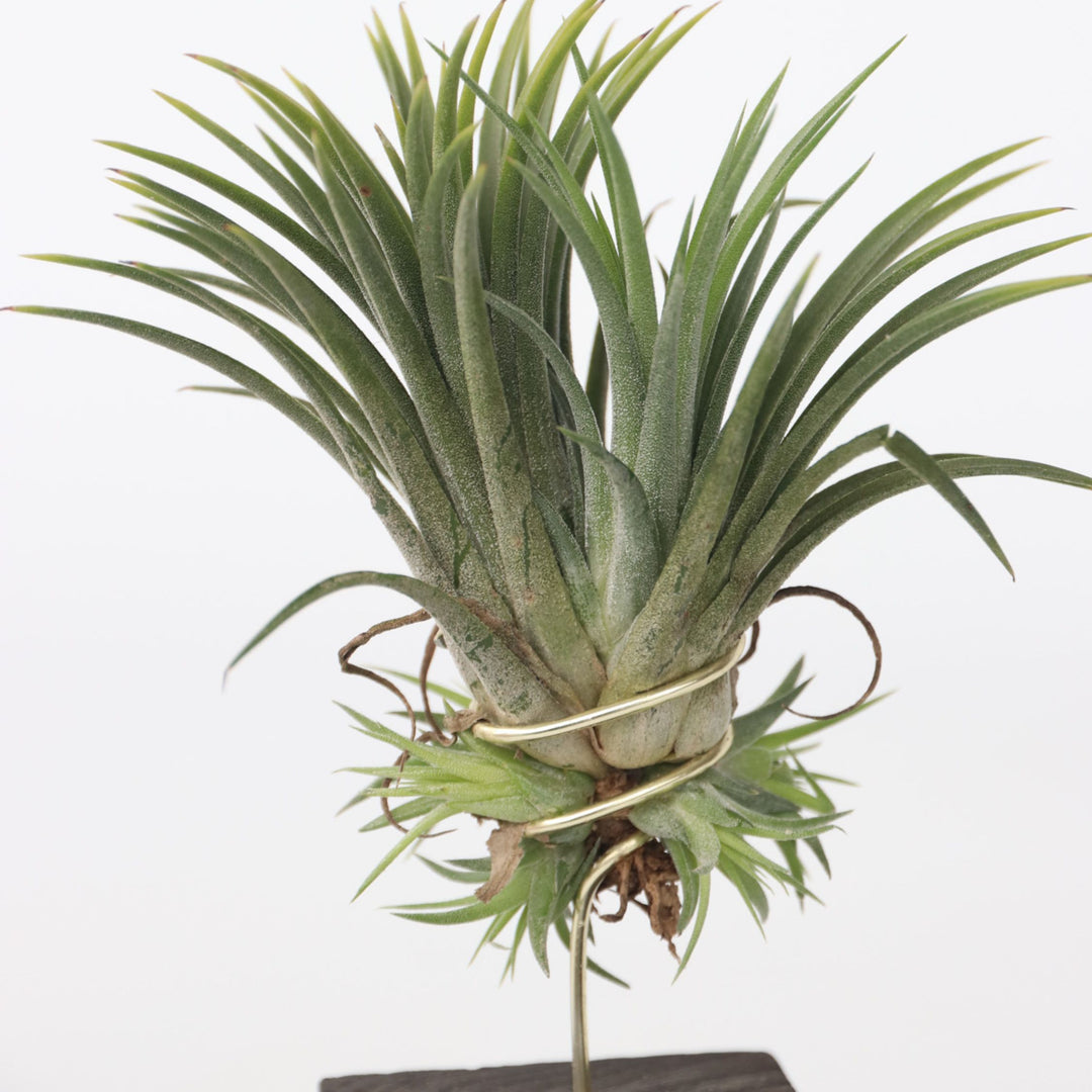 Tillandsia 'Burnt Wood Trio' - Set van 3 - Luchtplanten