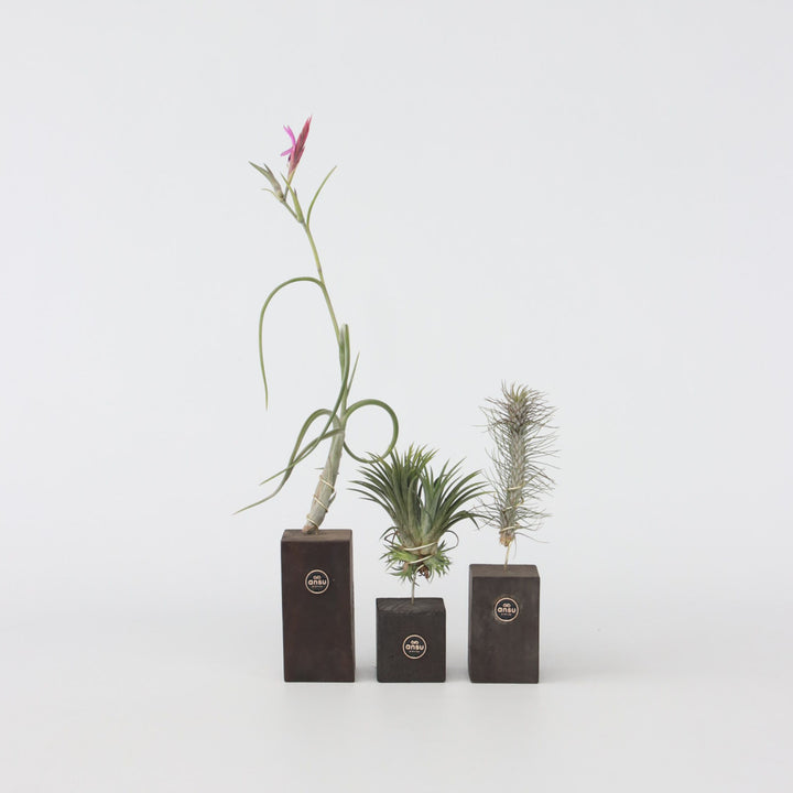 Tillandsia 'Burnt Wood Trio' - Set van 3 - Luchtplanten