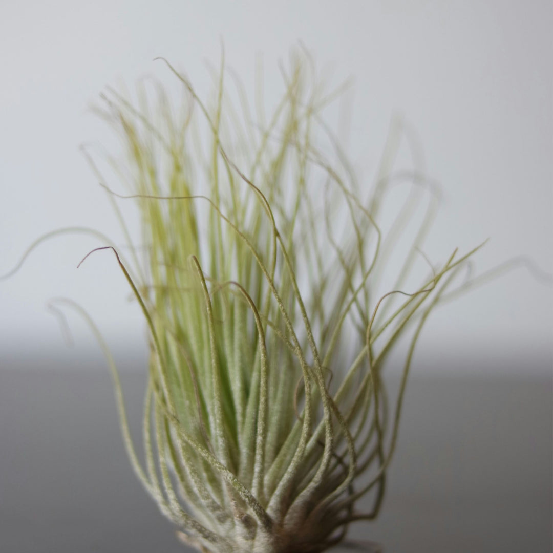 Tillandsia 'Burnt Wood Trio' - Set van 3 - Luchtplanten