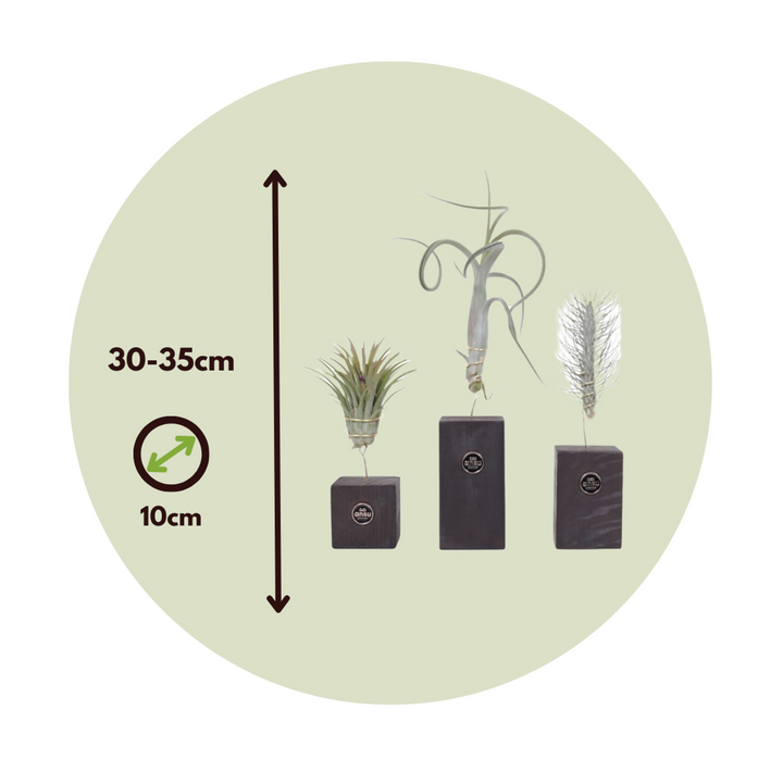 Tillandsia 'Burnt Wood Trio' - Set van 3 - Luchtplanten