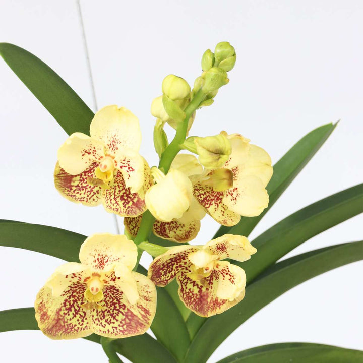 Vanda 'Yellow Henna' - Yellow - L