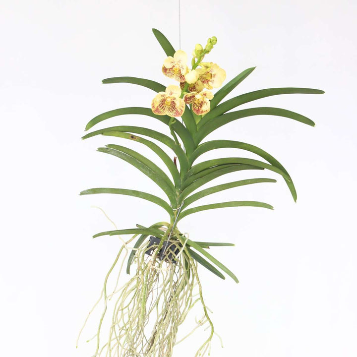 Vanda 'Yellow Henna' - Geel - L