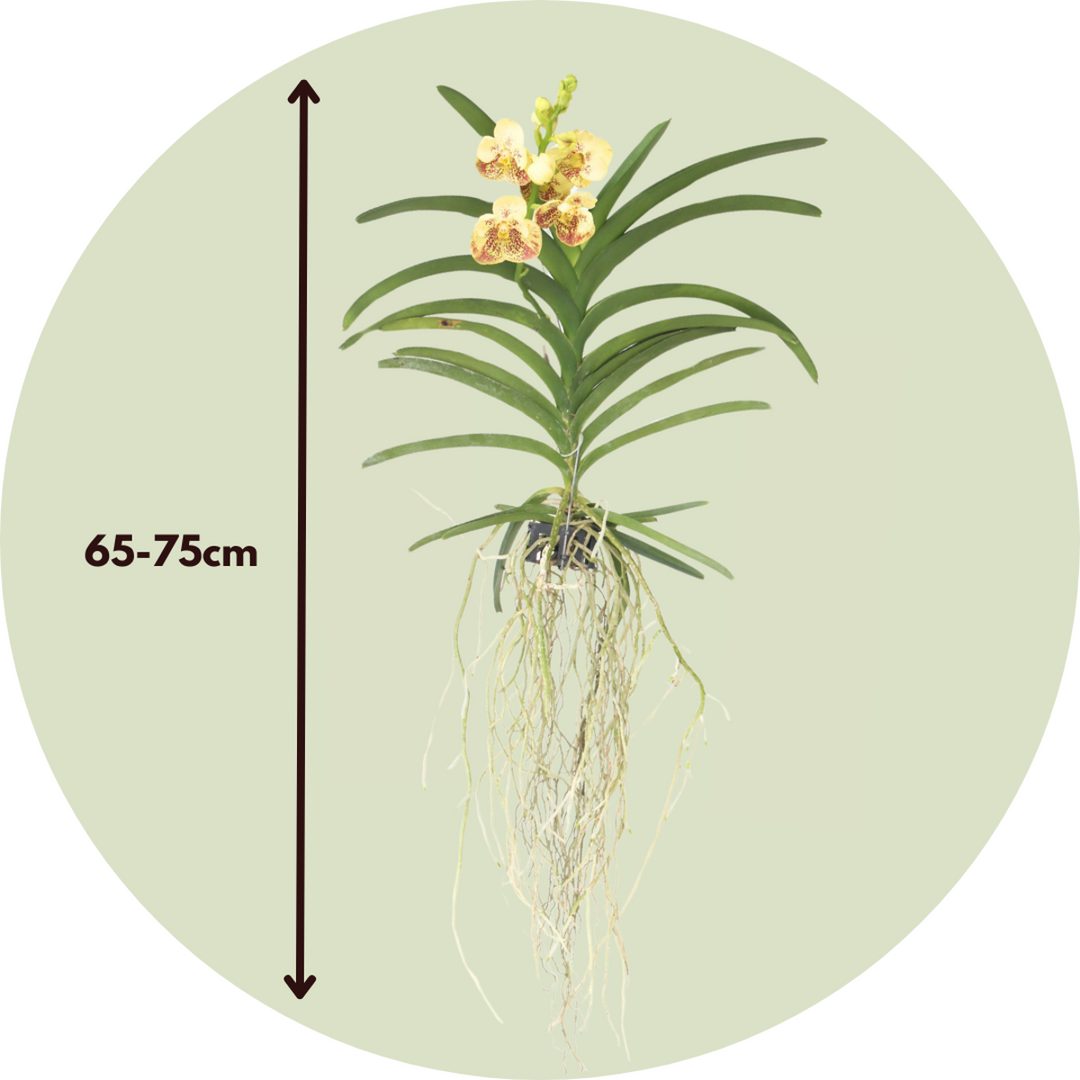 Vanda 'Yellow Henna' - Yellow - L