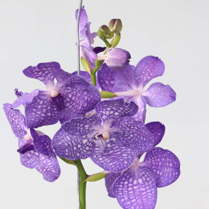 Vanda Magic XXL - Koningsblauw